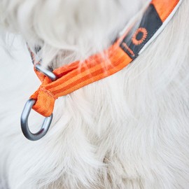 Non-stop dogwear Cruise Collar Orange | Collar with Pull Stop - Comfortable Size L