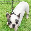 MayPaw Slip Lead Control Leash for Dogs No Pull, 13+