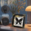 Real Framed Butterfly Taxidermy Butterfly, Handmade Shadow Box Taxidermy Specimen