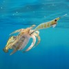 Goture Egi Lures Set of 10, Built-in Rattle, Luminous No.