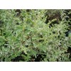 Ligustrum Sinense Variegated - 10 Live Plants - Chinense Privet