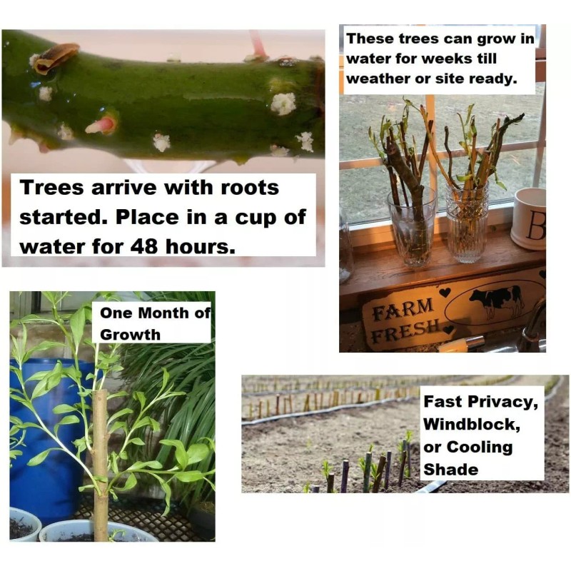 CZ Grain 5 Willow Trees 2 Weeping Willow 2 Austree