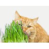 purr paw Cat Grass x4 Pack (Starts Growing in 5