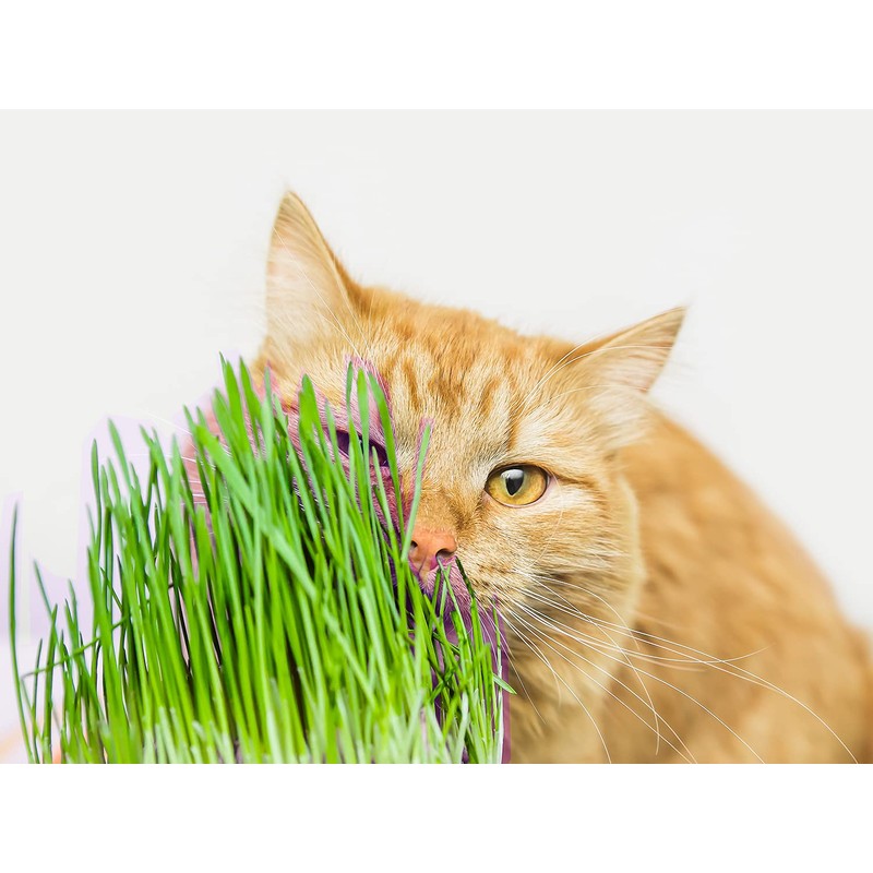 purr paw Cat Grass x4 Pack (Starts Growing in 5