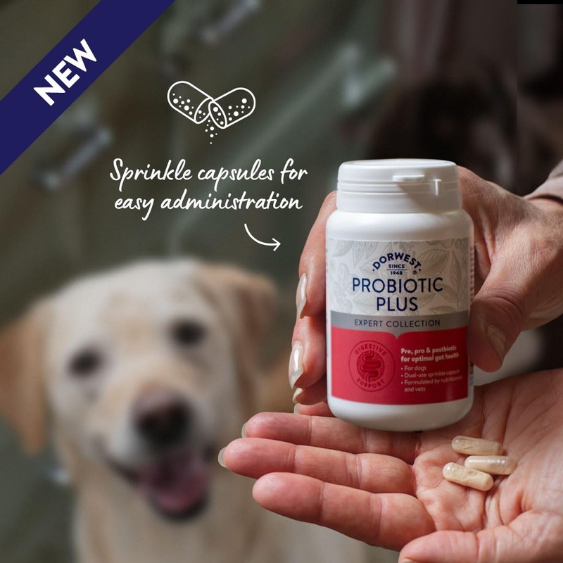 Dorwest Herbs Probiotic Plus for Dogs 100 Capsules, Pre, Pro