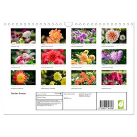 Dahlien Poesie (Wandkalender 2026 DIN A4 quer), CALVENDO Monatskalender: Dahlien im Sonnenlicht, Liebespoesie. (CALVENDO Natur)