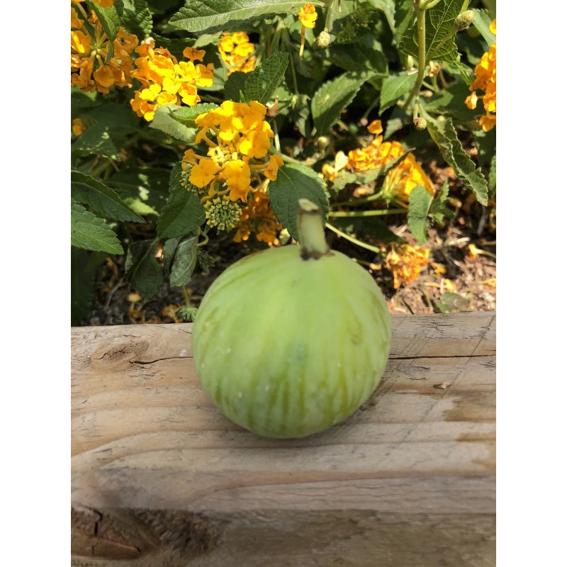 Ficus Fig Tree cuttings "White Adriatic" FREE US SHIPPING! 10