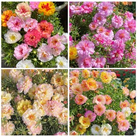 11000+ Mixed Color Moss Rose Seeds for Planting -Drought Tolerant Seeds, Ideal for Outdoor Garden Ground Cover, Non-GMO High Germination