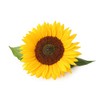 Mammoth Grey Stripes Sunflower Seeds - Heads up to 20" Across