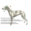 Extra Soft Martingale Dog Collar for Greyhound Saluki Whippet and