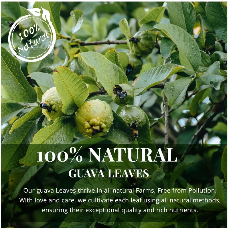 2.6oz Hoja De Guayaba, Dried Guava Leaf, All-Natural Guava Leaves,