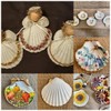 Small Tiny Sea Shells White Clam Bulk Natural Seashell for