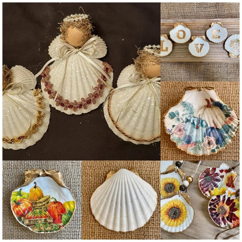 Small Tiny Sea Shells White Clam Bulk Natural Seashell for