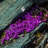 Outsidepride Saxifraga Purple Robe - 2000 Seeds