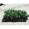 Juniper Bar Harbor - 30 Live Plants - Drought Tolerant