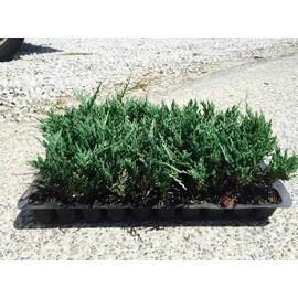 Juniper Bar Harbor - 30 Live Plants - Drought Tolerant Cold Hardy Evergreen Ground Cover