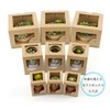 Kishima KH-61022 Fake Green, Cactus, Serged Planting, Glass, Eclea, Deodorizing,