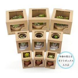 Kishima KH-61022 Fake Green, Cactus, Serged Planting, Glass, Eclea, Deodorizing, Artificial Green