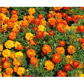 200 Sparky French Marigold Mix Seeds 1 gram Non GMO Heirloom USA Harvested pollinator bee Butterfly Dwarf Marigold