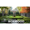 Winter Gem Boxwood | 10 Live Plants | Buxus microphylla