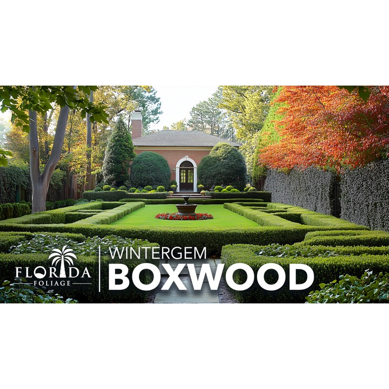 Winter Gem Boxwood | 10 Live Plants | Buxus microphylla