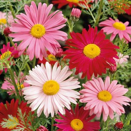 Daisy Seeds (Painted) - Robinsons Giant Mix - Packet - Pink Flower Seeds, Attracts Bees, Attracts Butterflies, Attracts Pollinators, Easy to Grow & Maintain, Extended Bloom Time, Fast Growing