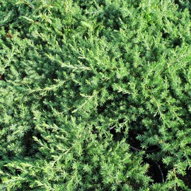 Juniper Blue Pacific - 10 Live Plants - 2 Inch Pot Size - Evergreen Ground Cover 'Shore Juniper'