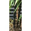 Unbranded Black Bamboo True Phyllostachys Nigra Live Rhizome Bare Root
