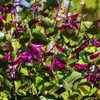 Outsidepride Hyacinth Bean - 200 Seeds