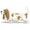 CafePress Basset Hound Oval Car Bumper Sticker