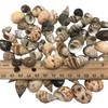 PEPPERLONELY Small Mix Sea Shells, Very Clean, 6 OZ Apprx.,
