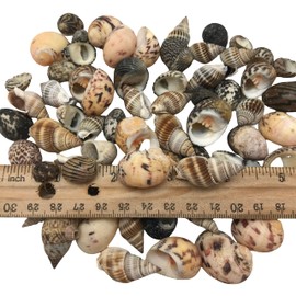 PEPPERLONELY Small Mix Sea Shells, Very Clean, 6 OZ Apprx., 1/2 Inch ~ 1-1/4 Inch