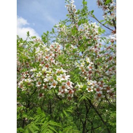 Maple River Farms Shiny Leaf Yellowhorn Xanthoceras Sorbifolium 10 Seed Pack