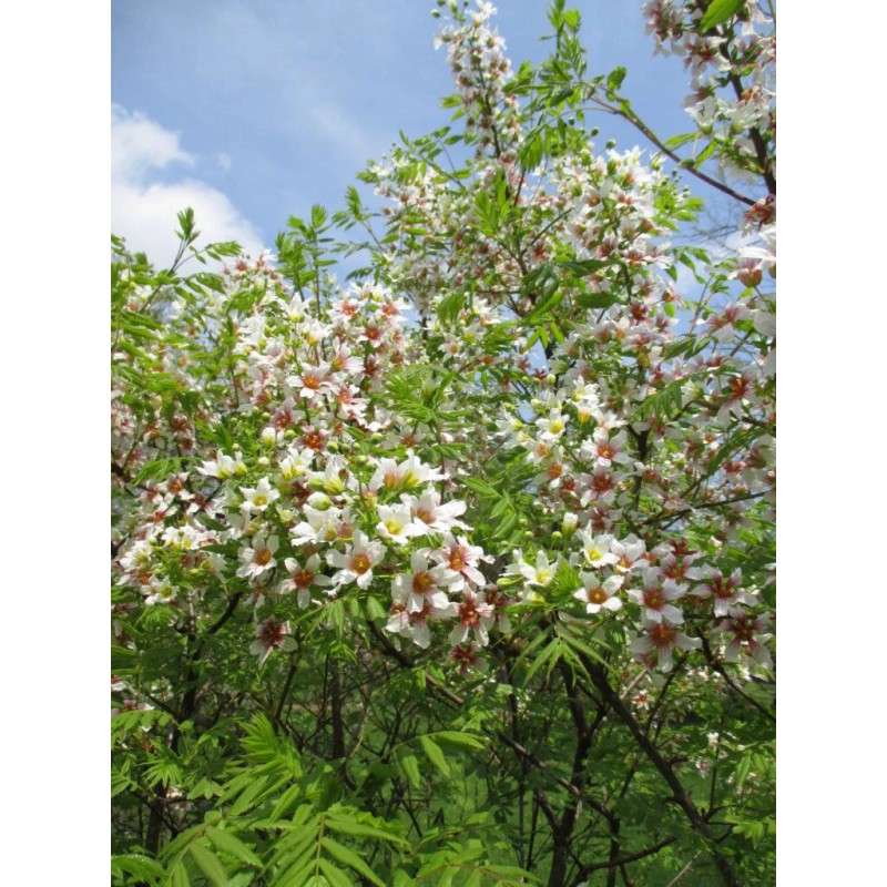 Maple River Farms Shiny Leaf Yellowhorn Xanthoceras Sorbifolium 10 Seed