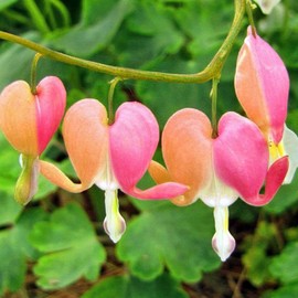 Dicentra Spectabilis Seeds for Planting - 100 Bleeding Heart Seeds Shade Flower Garden Home Outdoor Indoor