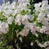 Outsidepride White Pansy Flower Seed - 2000 Seeds