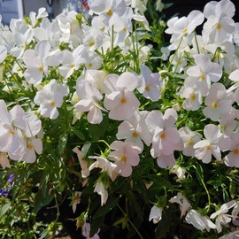 Outsidepride White Pansy Flower Seed - 2000 Seeds