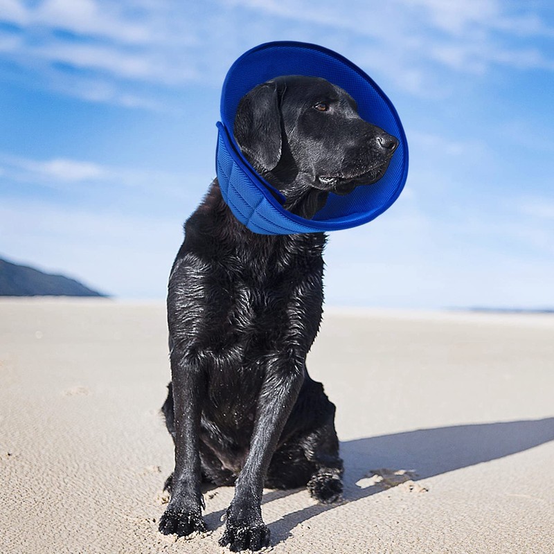 newsbirds Collar for Dogs, Lightweight, Comfortable, Soft, Recovery, Elizabethan Collar