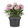 Scheurich Formia 30 Round Black Granite Planter/Planter/Planter Made with Recycled