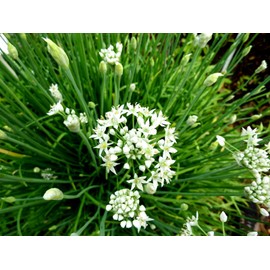 Wild Garlic Chives Allium Tuberosum Chinese Chives Chinese Leek 100 Seeds for Planting Non-GMO