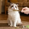 DecorDwell Cat Chew Toy, Catnip Sticks, Pack of 3 Chew