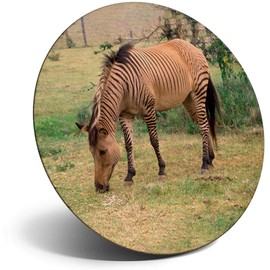 Destination Vinyl ltd Magnet for Refrigerator, Fridge - Zebroid Horse Zebra Pony Cute for Office, Cabinet and Whiteboard, Magnetic Stickers, 2312