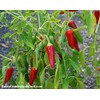 120 Anaheim Chile Hot Pepper Seeds for Planting 1 Gram