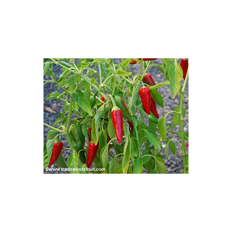 120 Anaheim Chile Hot Pepper Seeds for Planting 1 Gram