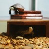 Flushbay Reptile Habitat Décor Hideouts Basking Platform with Ramp for