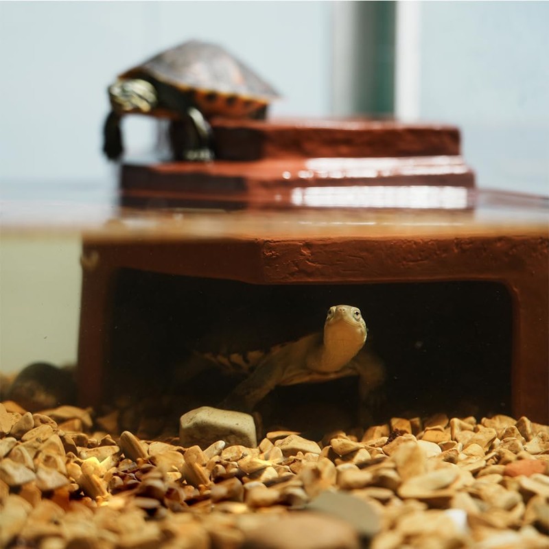 Flushbay Reptile Habitat Décor Hideouts Basking Platform with Ramp for