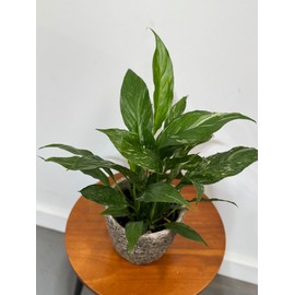 PLANTVERS Variegated Peace Lily in a 4" Grow Plant – Indoor Flowering Plant – Easy Care Lily Plant - Low Maintenance Houseplant