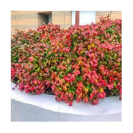 Nandina Firepower | 3 Extra Large 3 Gallon Plants | Nandina Domestica 'Firepower' | Vibrant Foliage All Year | Easy to Grow