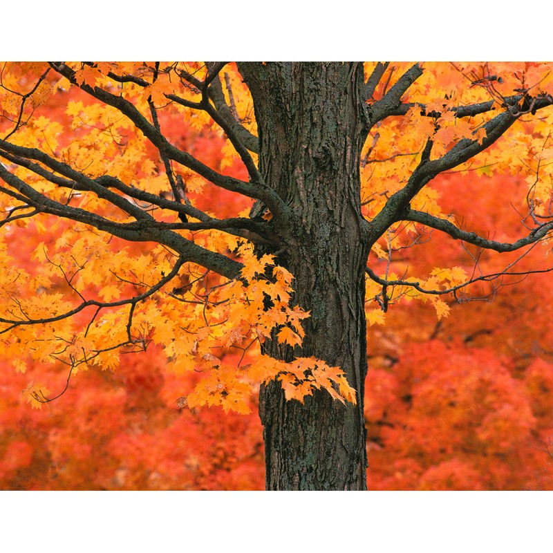 Wilderness Poets Organic Maple Sugar Crystals (80 Ounce - 5