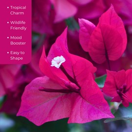 12 James Walker Bougainvillea, Live Plants – Fast-Growing Tropical Vine, Thriving in 2.5" Nursery Cubes